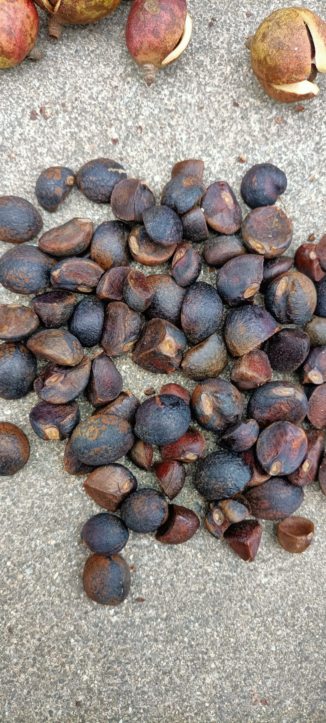 野山茶籽 霜降全干茶籽