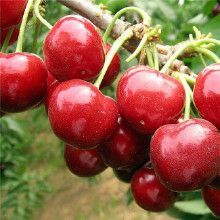 昌黎县沙米豆樱桃苗  美早，砂蜜豆樱桃苗