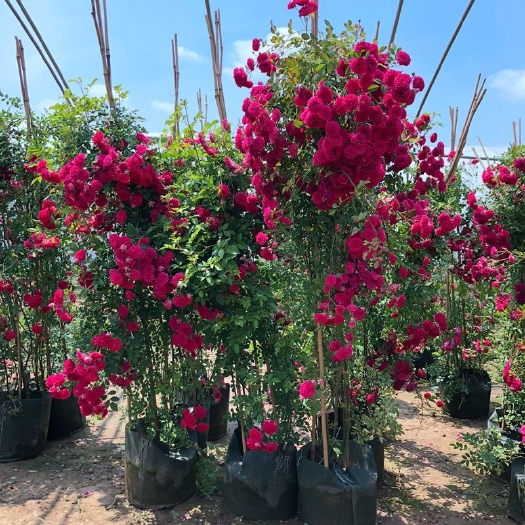 新沂市四季红木香花苗爬藤植物白黄木香花苗盆栽四季特大花攀爬浓香红色