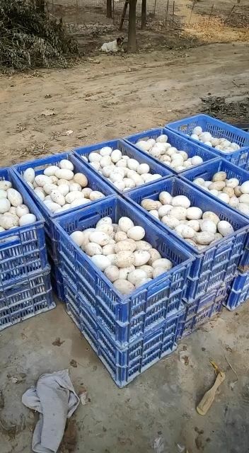 获嘉县土鹅蛋 食用 箱装 