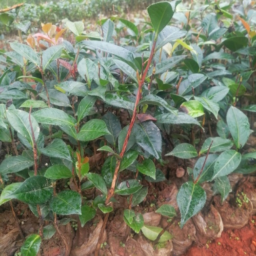 油茶树苗，油茶苗