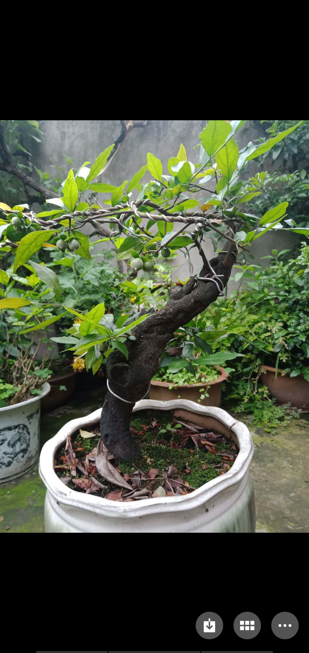  金弹子