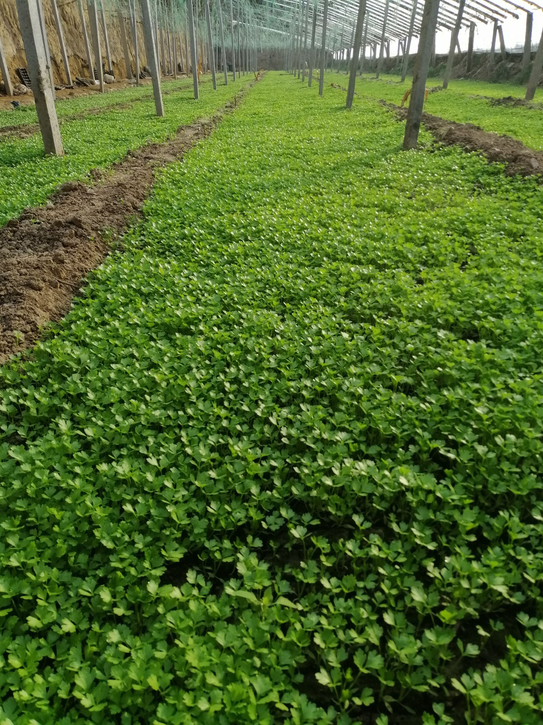 大量出售头茬法国皇后芹菜苗