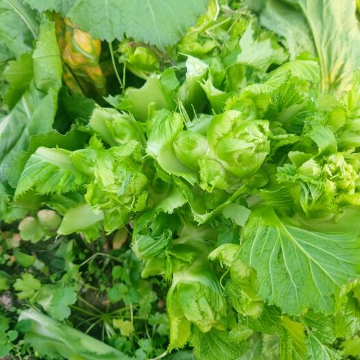 三台县早熟儿菜  儿莱，个大，不充台