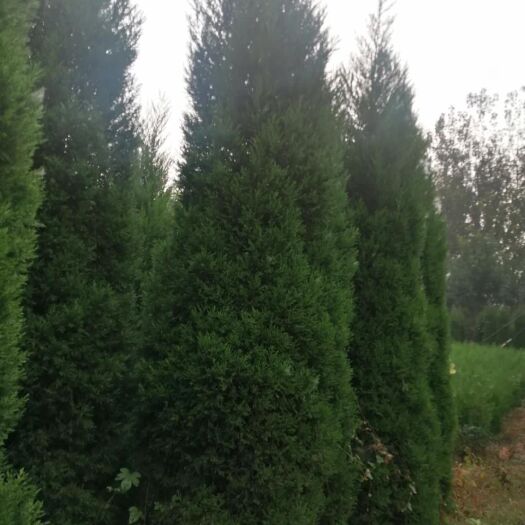 沂源县蜀柏 蜀桧