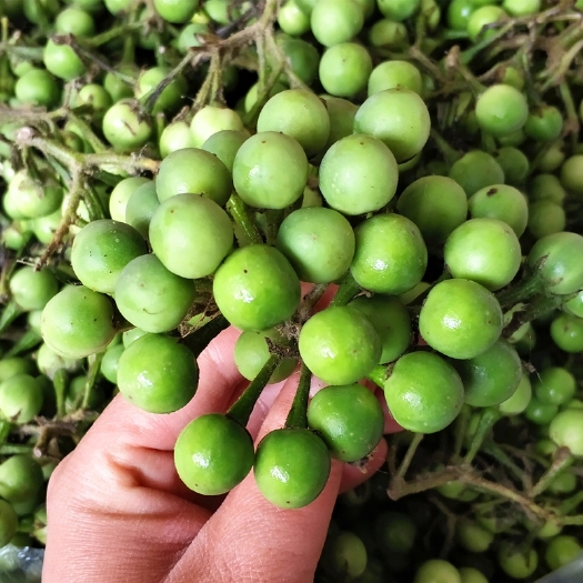 泰国蔬菜幼茄小圆茄迷你茄子苦果苦刺果苦凉果绿咖喱青配料