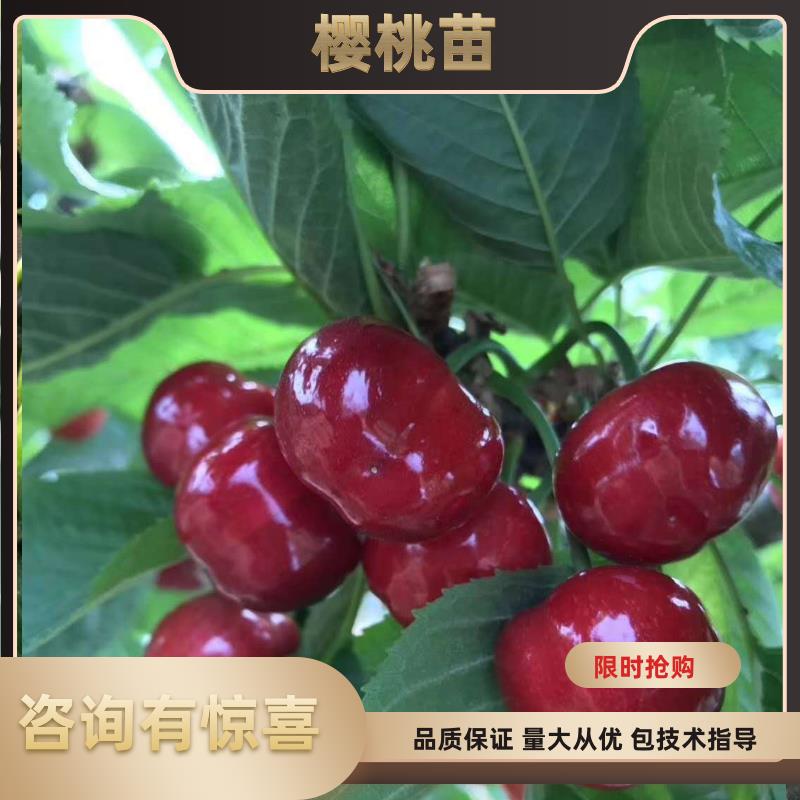 吉塞拉樱桃苗  樱桃苗品种俄八樱桃苗美早樱桃苗山东樱桃苗直销 福辰福星樱桃苗