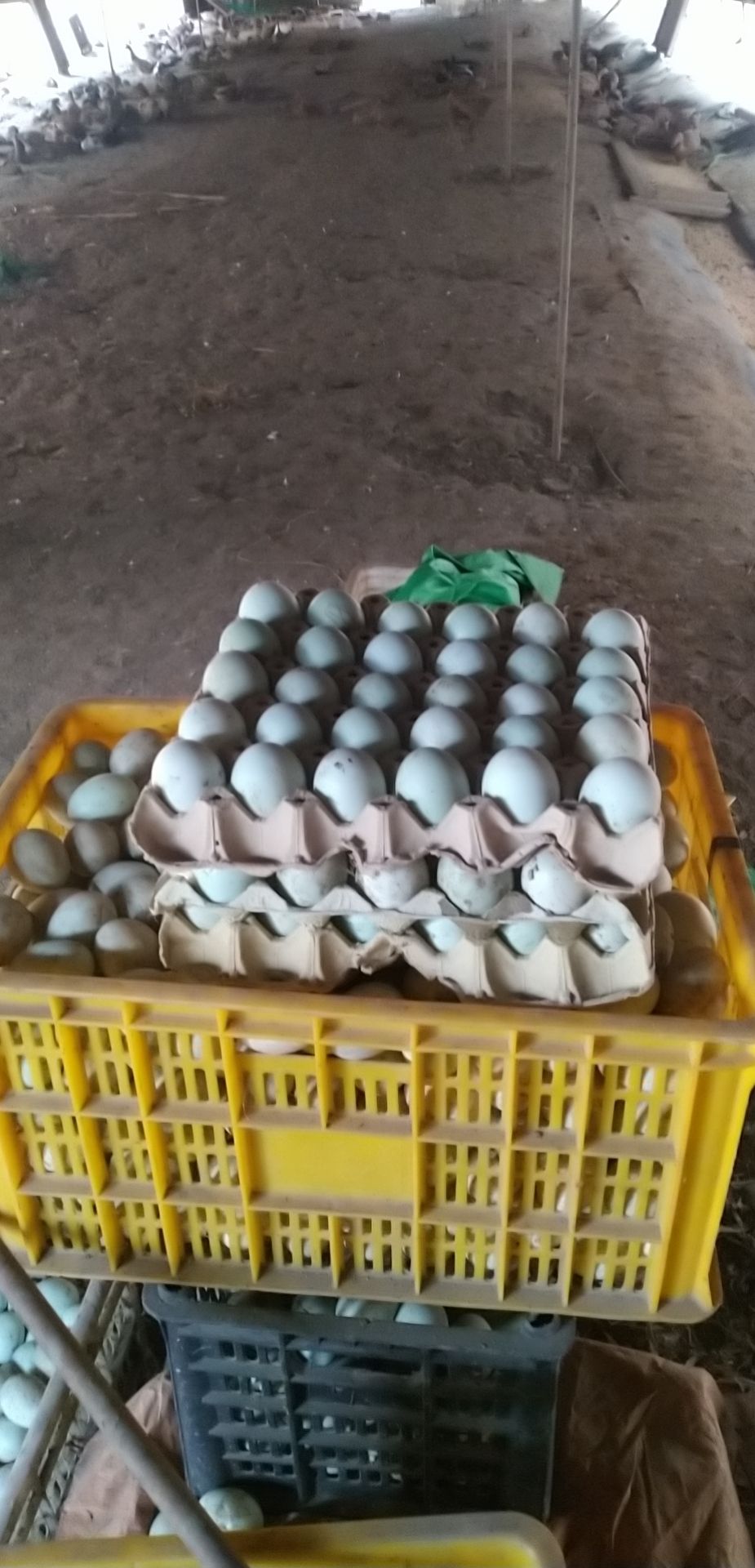 金定鸭蛋农家林地半圈养半放养