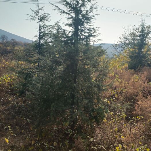 新密市普通雪松 郑州本地雪松，移栽成活率高，价格便宜，欢迎选购！