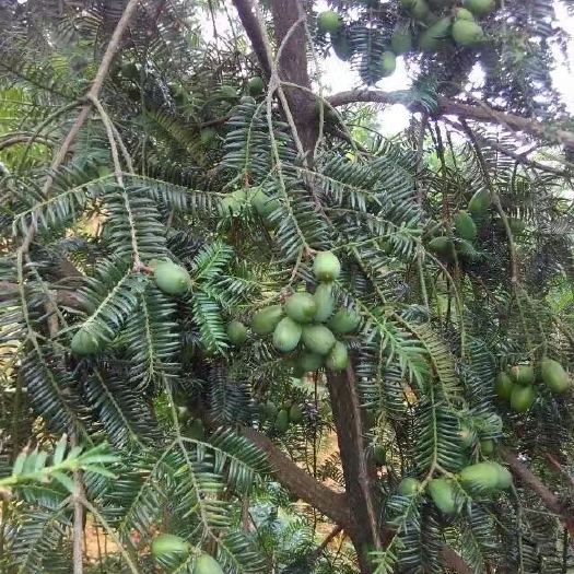 诸暨市每日坚果  高山香榧