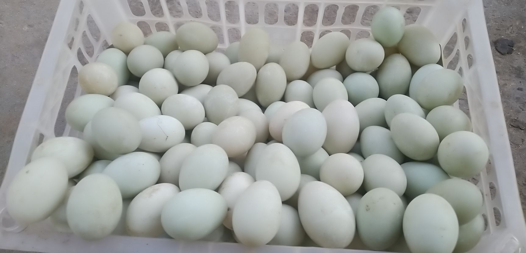 金定鸭蛋农家林地半圈养半放养