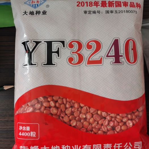 喀喇沁旗YF3240玉米种子 YF3240
