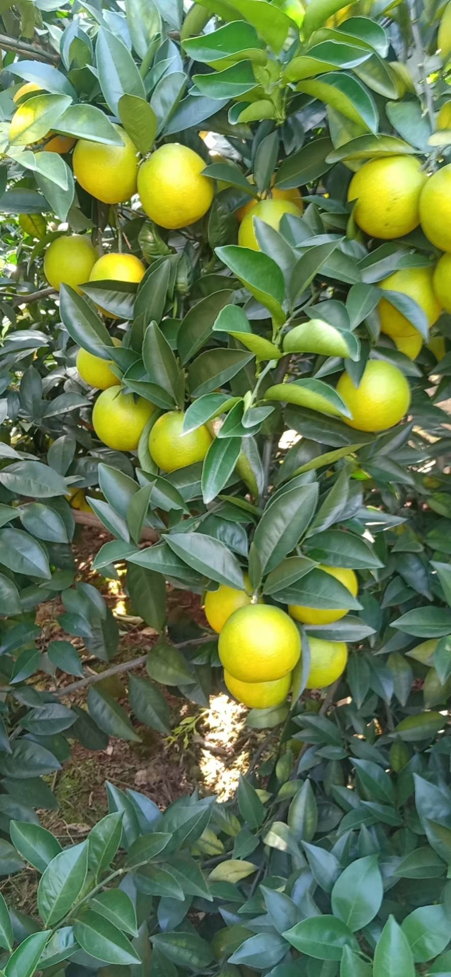 红江橙 果大均匀，色水鲜艳，甜度够