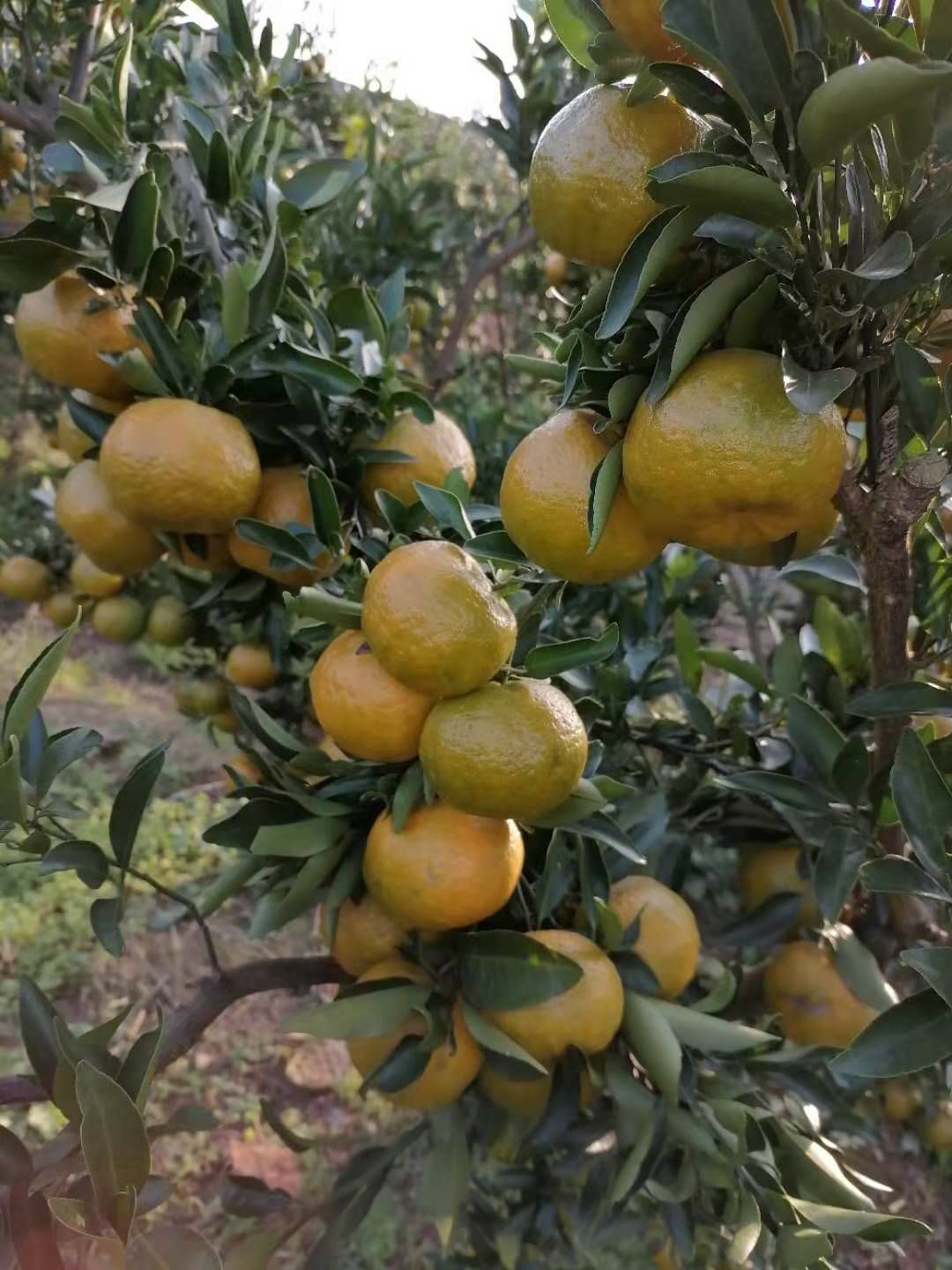 宜昌蜜桔 碰柑大量上市，自家果园种植，不催熟不打蜡，口感好，不上火