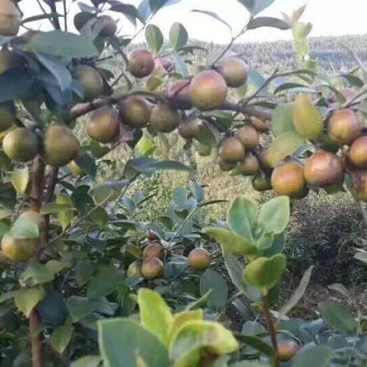 金寨县嫁接油茶籽