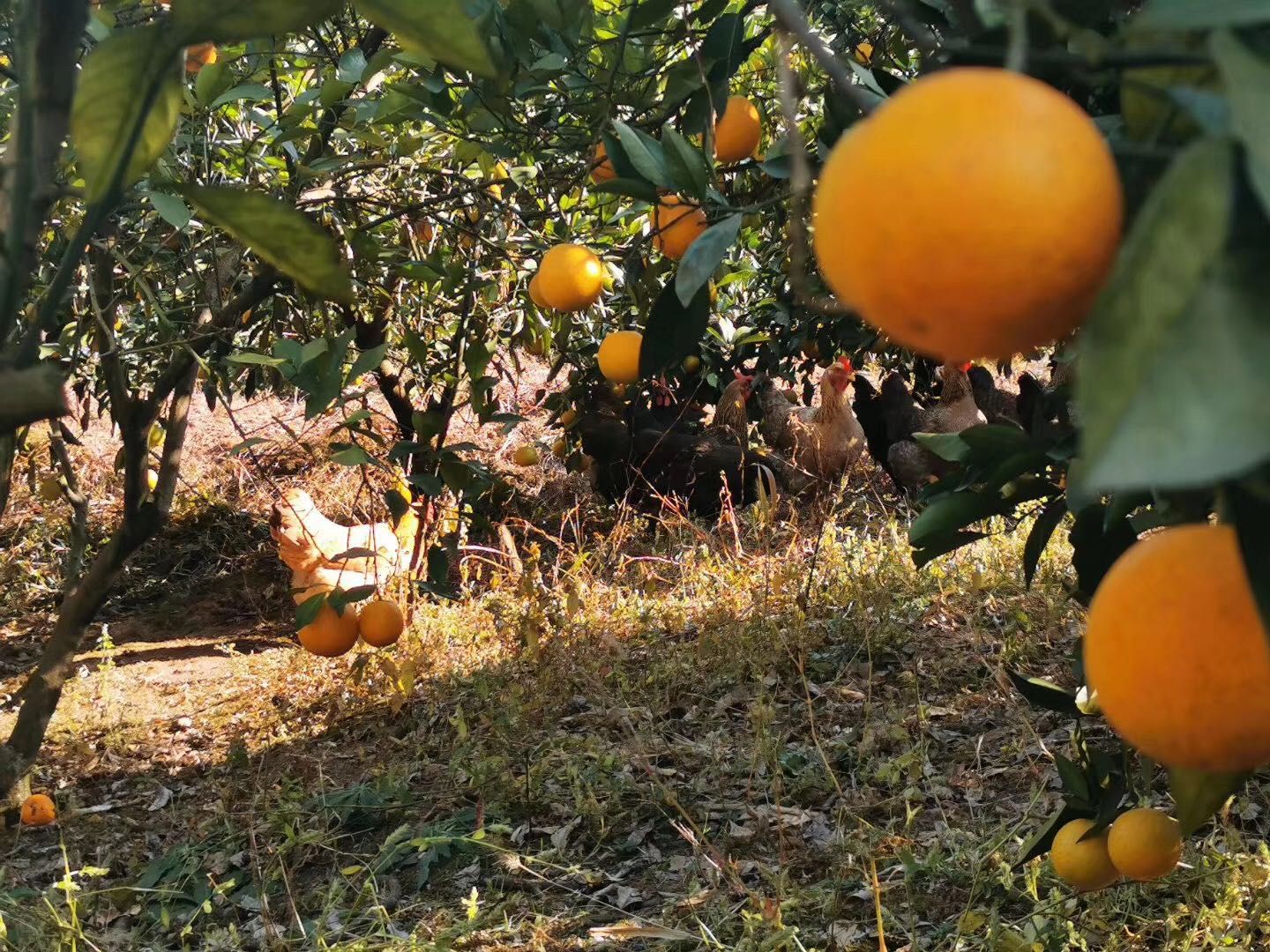 包邮～浙江临海涌泉蜜桔，无核宫川蜜橘 非沙糖桔子