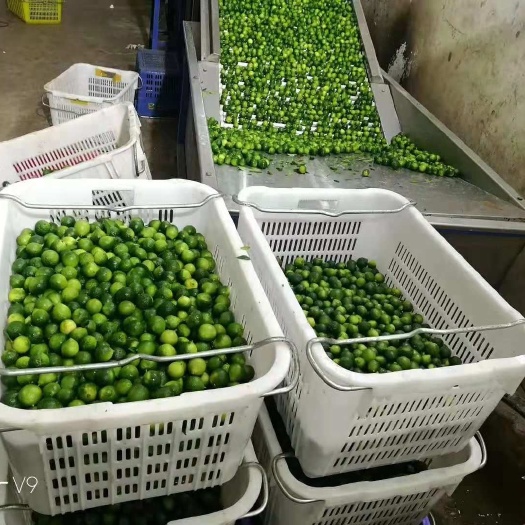 遂溪县海南青金桔又叫小柠檬，奶茶店西餐厅专用（可接受电商一件代发）