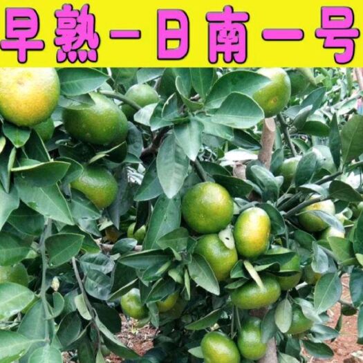 西乡县柑桔苗 蜜橘苗，早熟桔子苗，兴津，日南