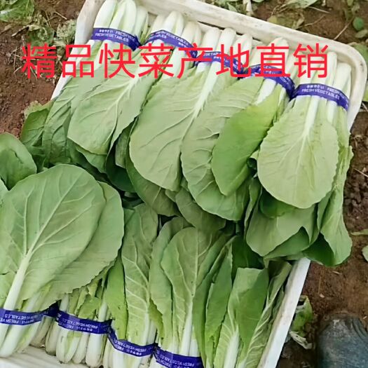 曹县快白菜  山东菏泽曹县邵庄镇北方快菜奶白菜小白菜！