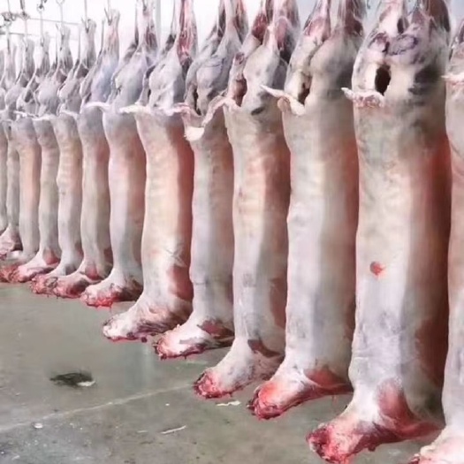 兰州白条羊 生肉 