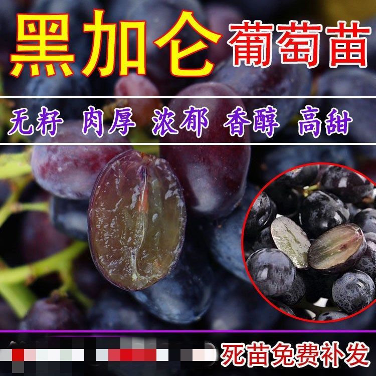平邑县黑加仑苗  黑加仑树葡萄，嘉宝果树苗 南北方种植基地直发包品种