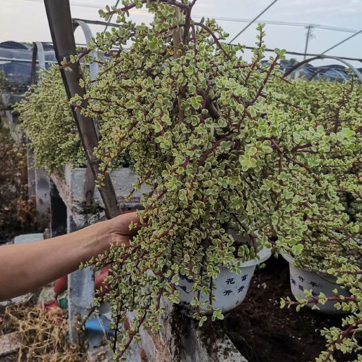 漳州雅乐之舞整群6装