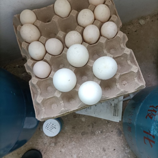 赣州大三花鹅蛋 食用 散装 