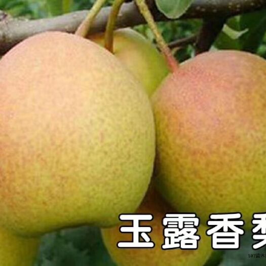 昌黎县玉露香梨树苗  梨树苗