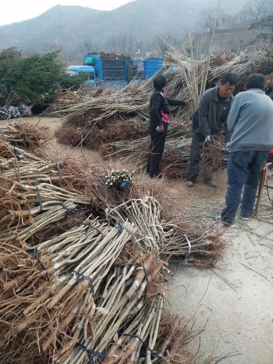 板栗苗:大红袍板栗苗，迁西板栗苗，泰山一号板栗苗农大一号板栗