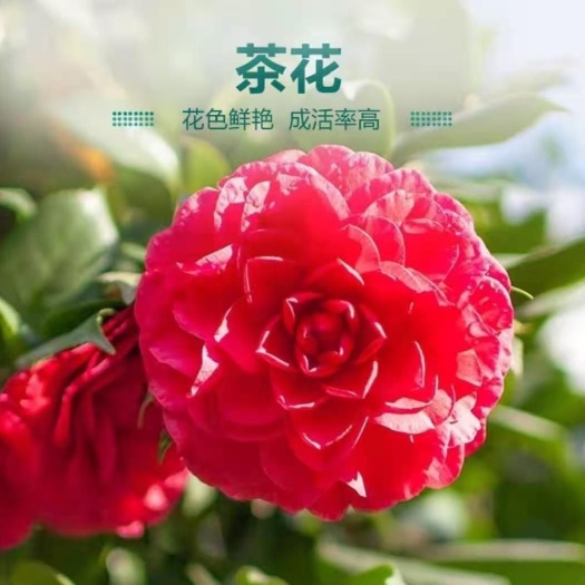 平邑县 茶花苗茶花树苗高杆茶花花色齐全品种保证室内室外种植
