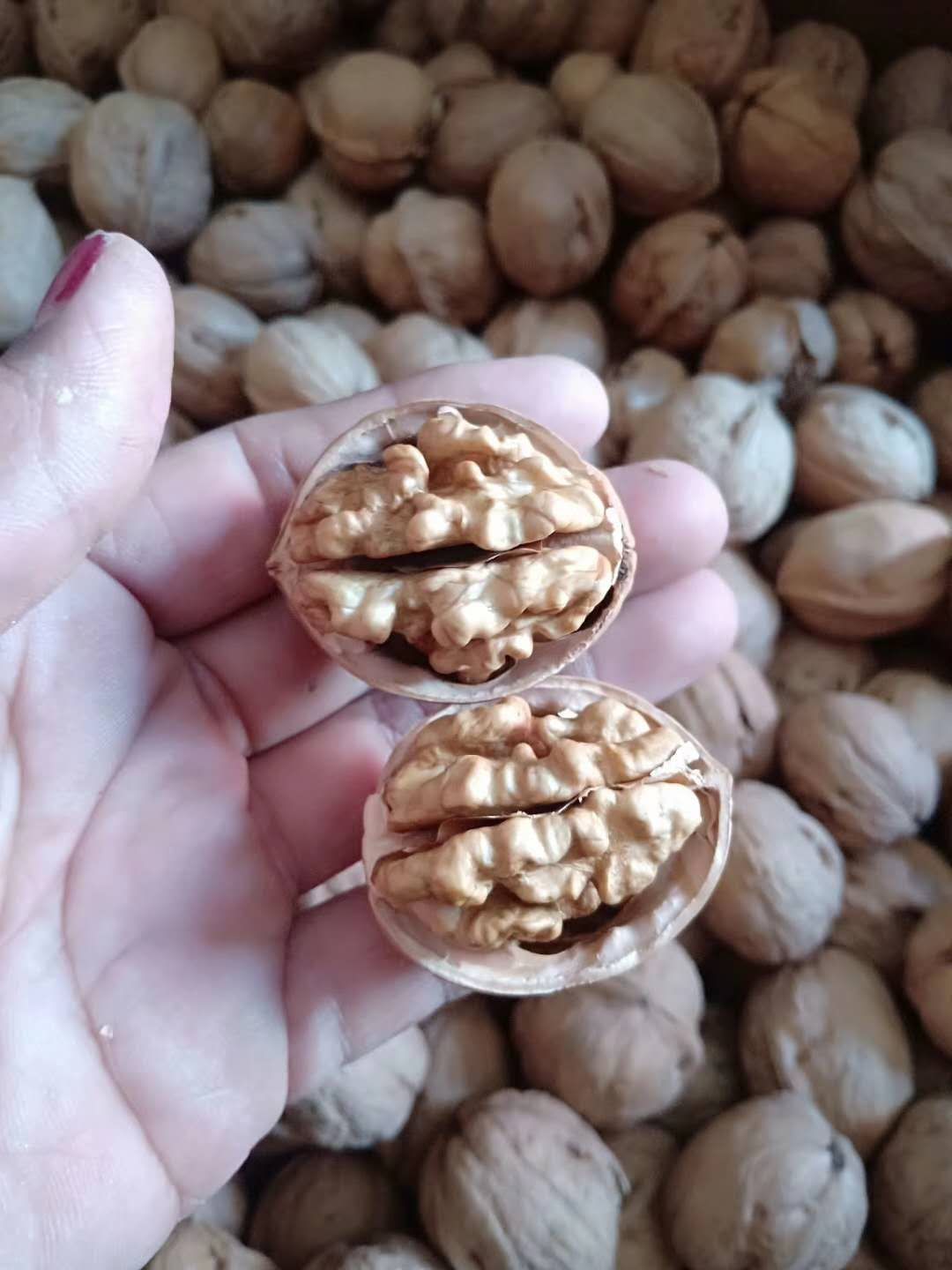 新货新疆纸皮核桃薄皮核桃厂家直销批发一件代发
