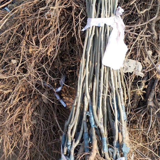板栗苗:大红袍板栗苗，迁西板栗苗，泰山号板栗苗农大1号板栗苗