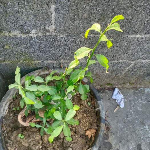 新平县卡  也甘子树，四节青，带香味