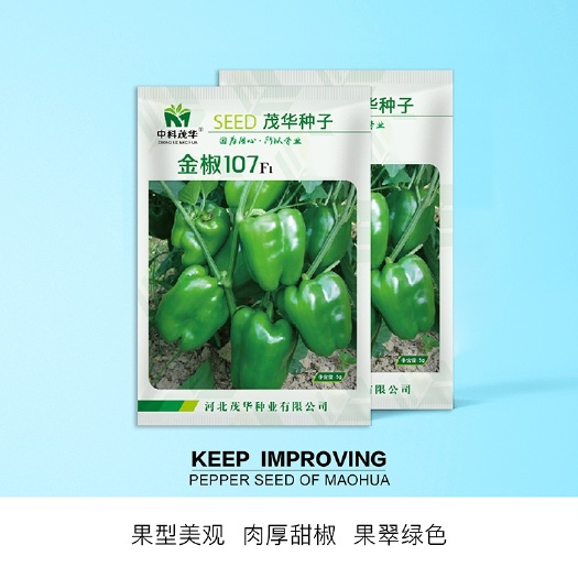 夏邑县金椒107甜椒种子，柿子椒灯笼椒，易坐果，