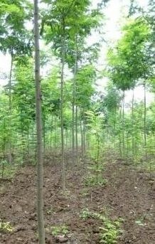 涡阳县刺槐苗  新品无刺槐，槐树苗成活率高货源充足达轩农林苗木基地清地
