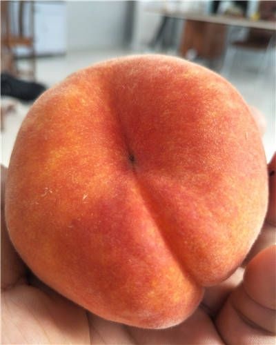 阜城县纽扣蟠桃苗  大量供应蟠桃树苗