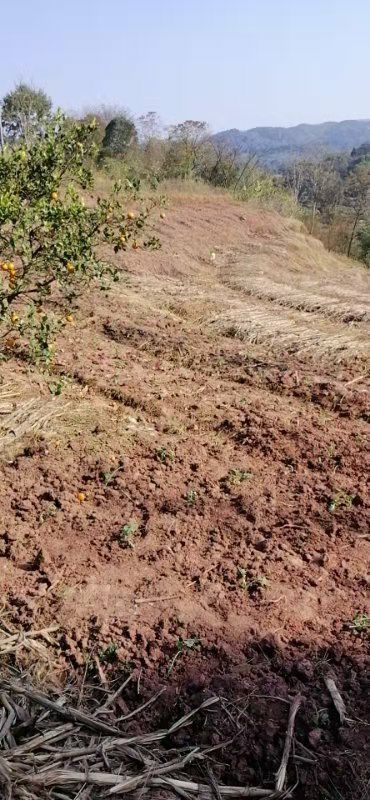 山地  农村土地流转，菜地，高山熟地，旱地出租，耕地寻求合作