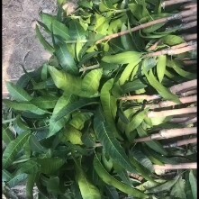 灵山县金煌芒果苗  芒果实生苗大量实生苗需要下单的可以下单耐寒品种