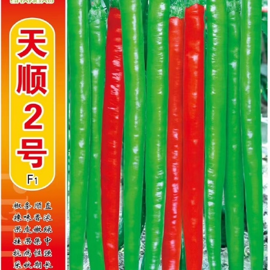 樟树市天顺2号杂交辣椒种子线椒种子辣味香浓挂果集中抗病性强产量高