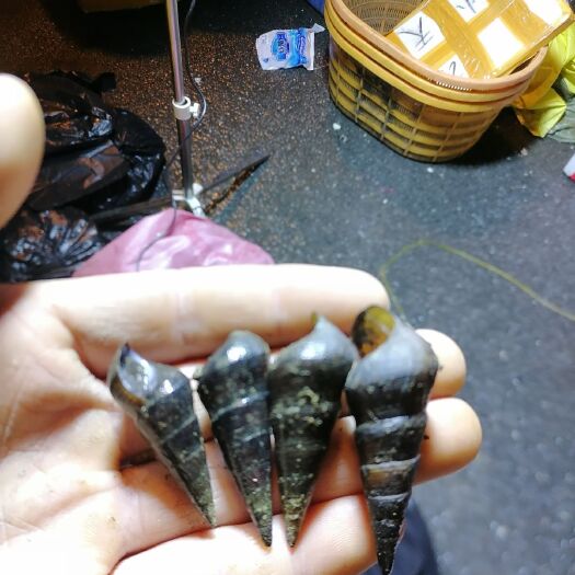 广州精品清水山坑螺批发