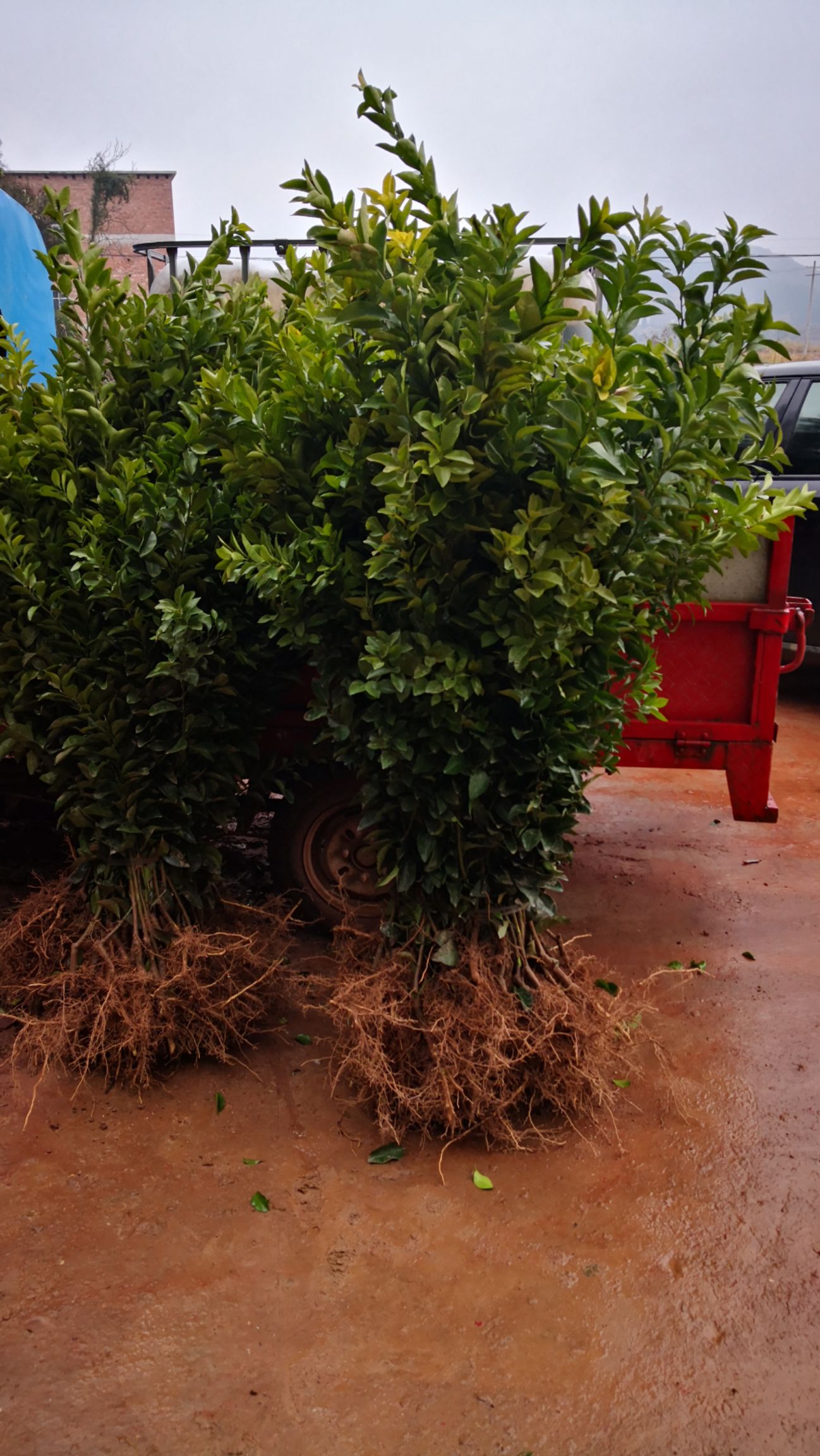 沙糖桔苗  可以通过视频起苗，四会砂糖桔和早熟金奎沙糖桔