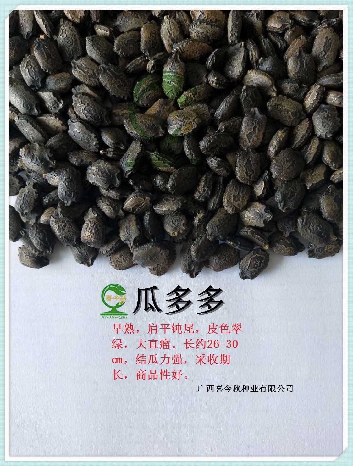 绿苦瓜种子  瓜多多黑籽苦瓜种 早熟 高产 优质 抗病