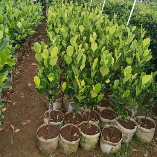 化州市 供应各品种优质菠萝蜜苗，马来西亚一号，五号，常有无胶菠萝，珍