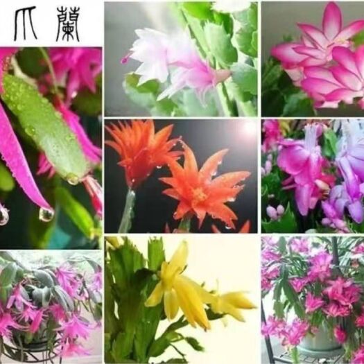 平邑县 蟹爪兰花苗多色四季盆栽地栽花苗室内阳台多肉植物