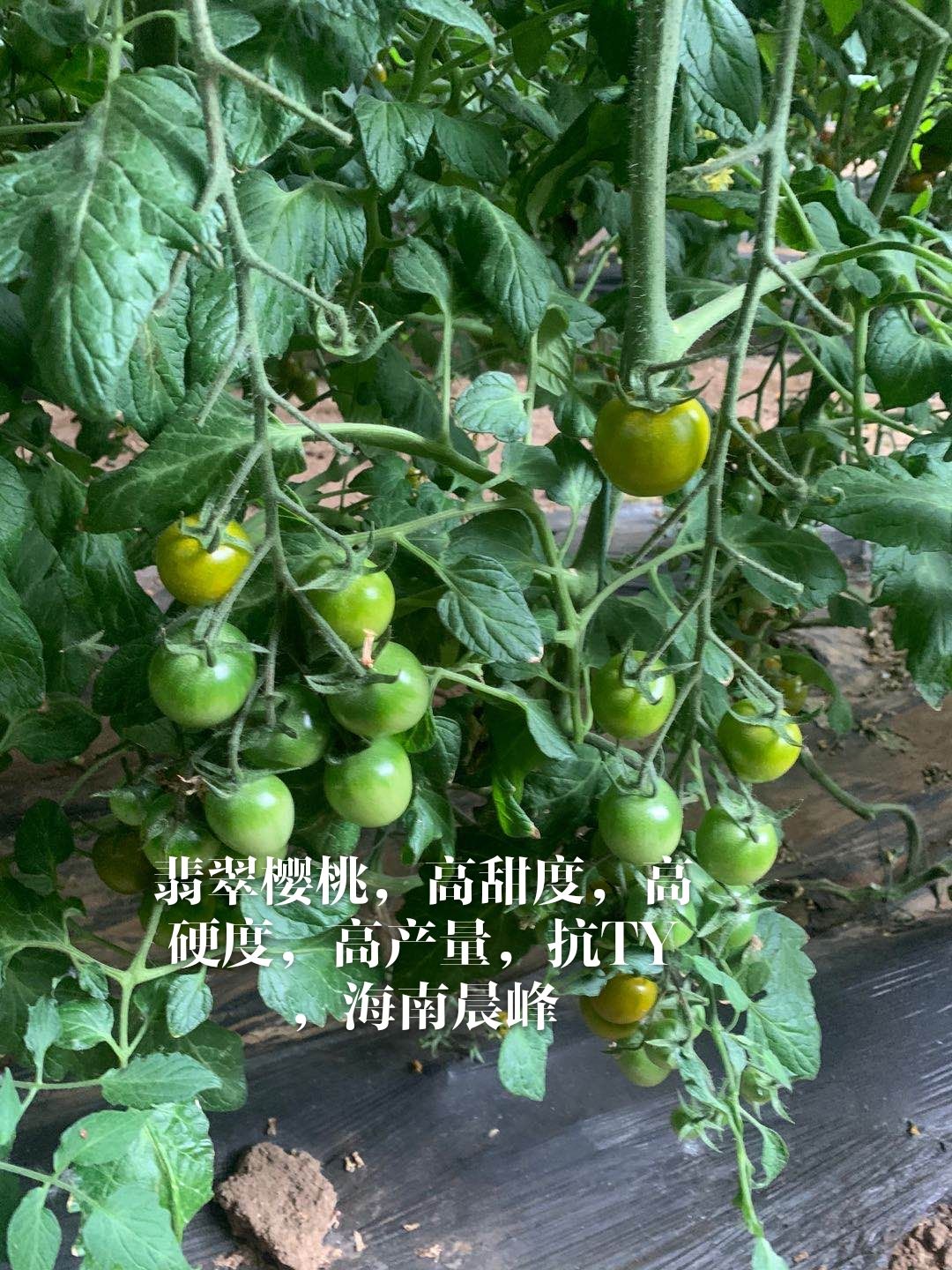 翡翠绿樱桃番茄种子，口感好，硬度好，耐裂果，抗病更强
