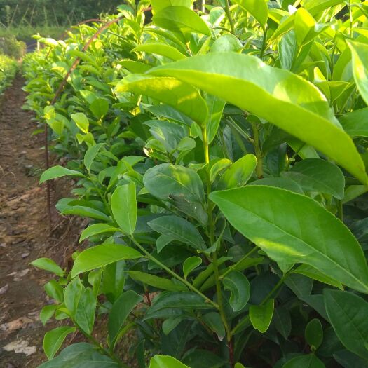饶平县凤凰单丛茶苗 实生苗 0.5~1米 