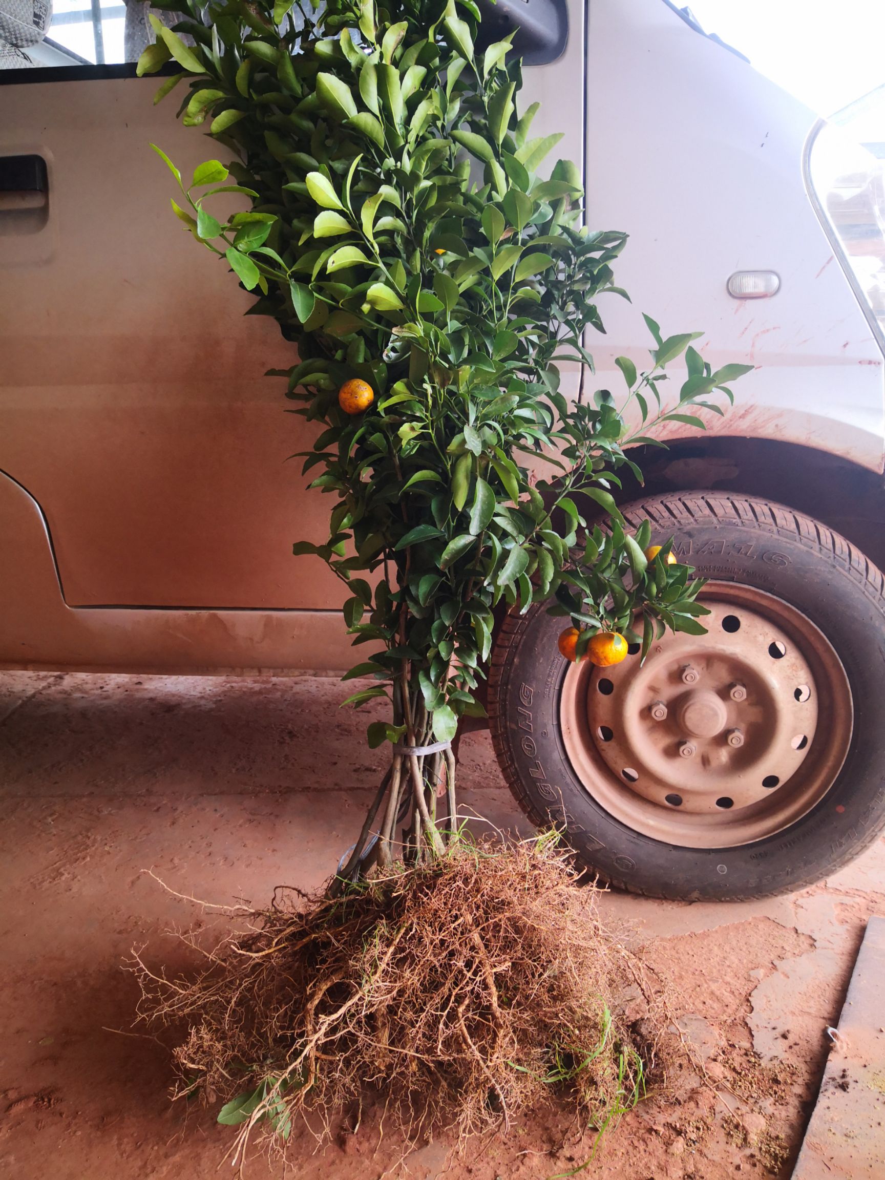 沙糖桔苗  可以通过视频起苗，四会砂糖桔和早熟金奎沙糖桔