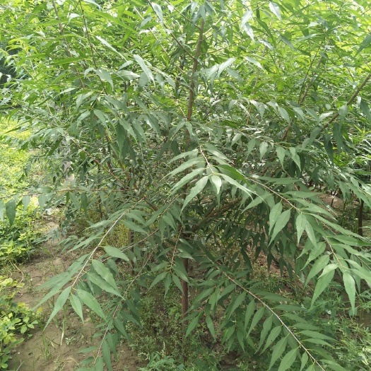 冠县山桃苗 山桃