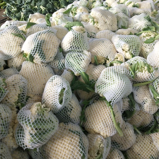 聊城白面青梗松花菜 青梗散花