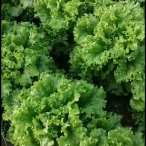 滦南县生菜 